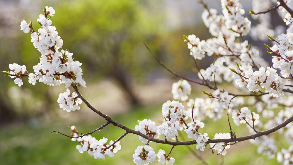 Какая подкормка нужна саду весной