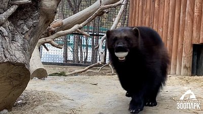 В Челябинском зоопарке росомаха спрятала яйцо