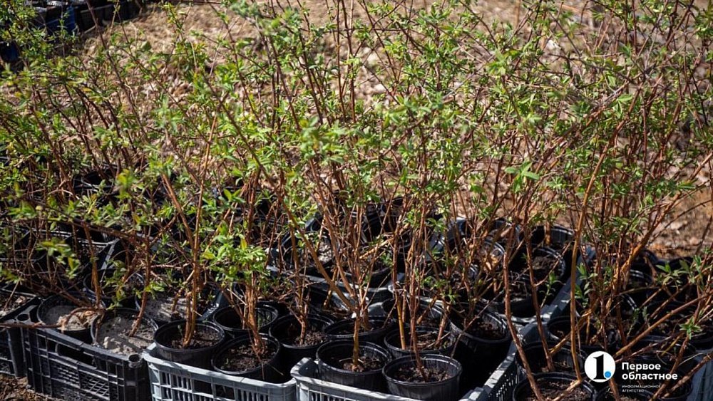 Жителям Магнитогорска бесплатно раздадут 18 тысяч сеянцев деревьев