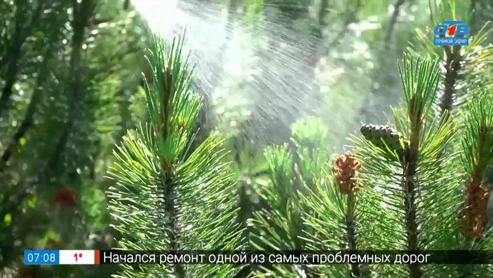 «Обгоревшим» хвойным растениям можно помочь в рубрике «Руки садовода»