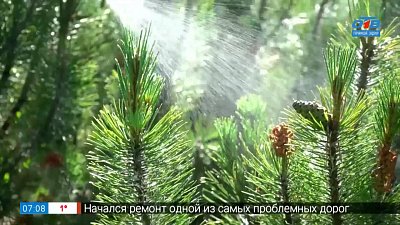 «Обгоревшим» хвойным растениям можно помочь в рубрике «Руки садовода»