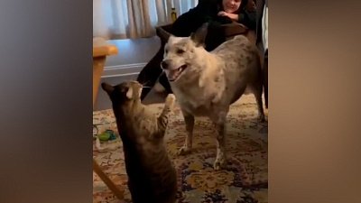 Мех и смех: воришка, быстрый бой и водолюбивый кот