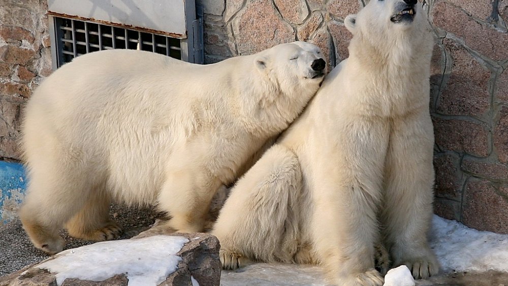 В зоопарке Челябинска рассказали, чем горожане могут помочь питомцам