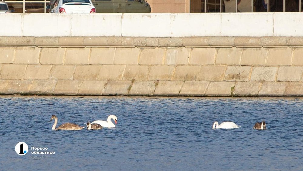 Браконьеры убили трех лебедей в Челябинской области