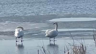 Пара лебедей поселилась на водоеме в Карталах