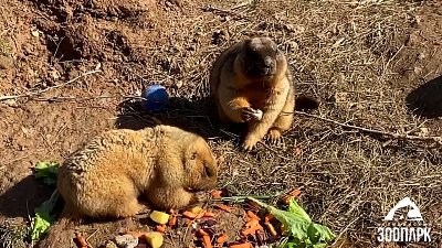 Сурки Соня и Филя из челябинского зоопарка наедаются на полгода вперед