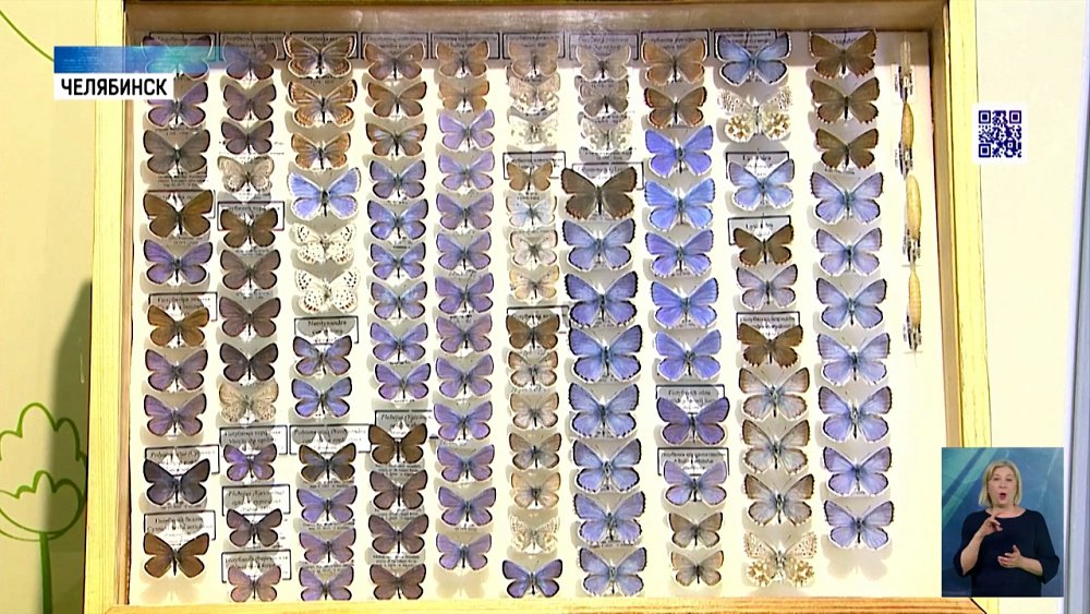 Открылась выставка о насекомых «Шестиногое чудо»