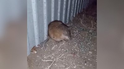 Ондатра пришла на участок к жителю Троицка