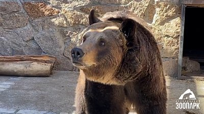 Медведица Бусинка из челябинского зоопарка занимается фитнесом