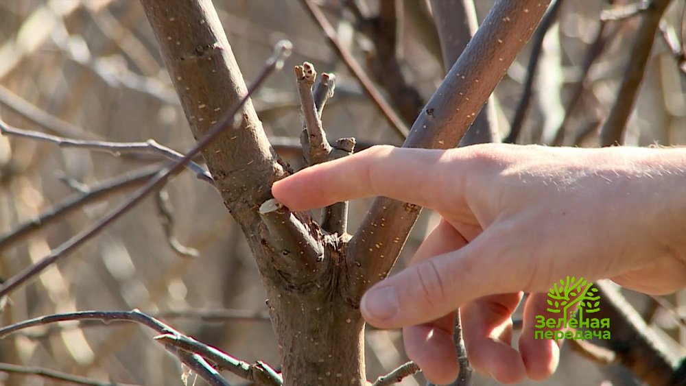 Выбираем лучший лук-шалот в программе «Зеленая передача»