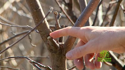 Выбираем лучший лук-шалот в программе «Зеленая передача»