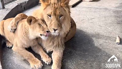 В Челябинском зоопарке парочка львов радуются друг другу