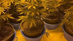 Челябинец вырастил в съемной квартире 22 куста конопли