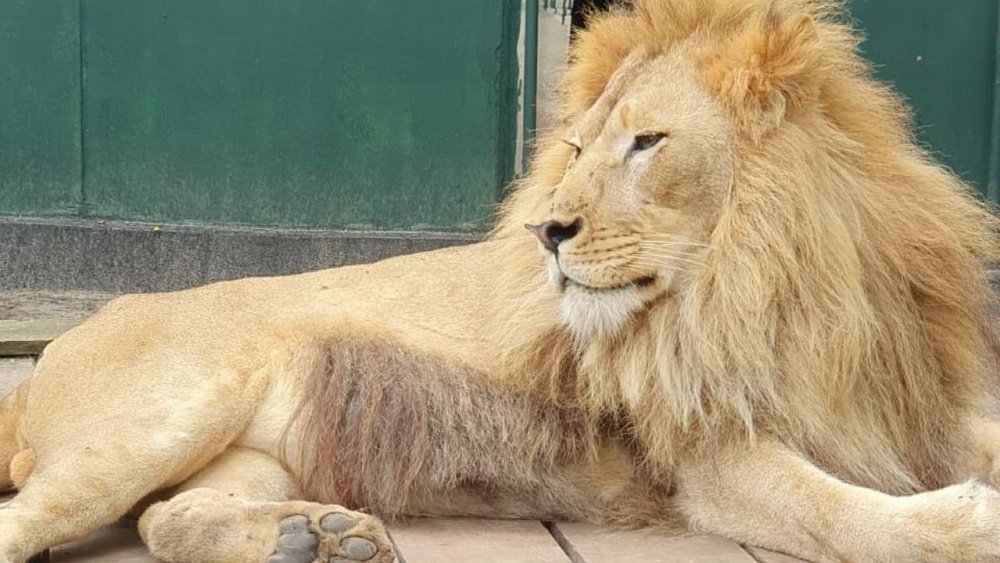 Лев Симба встретил в Танзании свою избранницу, львицу Фиону