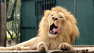 Карен Даллакян навестил льва Симбу и леопарда Еву в Танзании