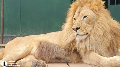 Симбу и Еву планировали вывезти из Танзании в ЮАР