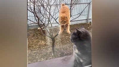 Мех и смех: кот-помощник, акробаты и внезапное нападение