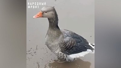 Гусь охраняет блокпост в зоне СВО