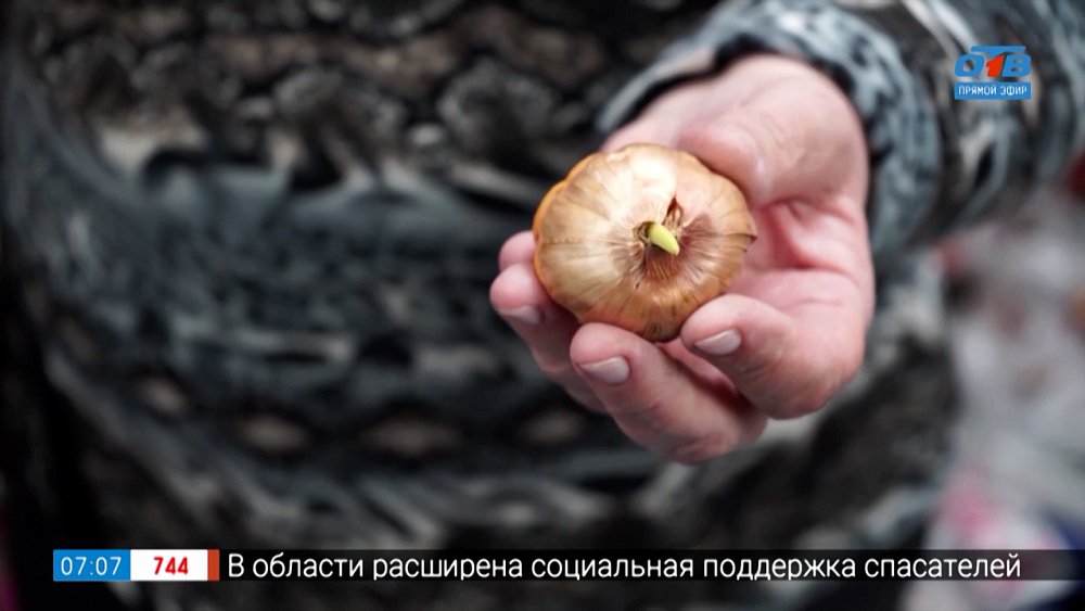 Чтобы гладиолусы зацвели... в рубрике «Руки садовода»