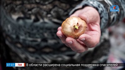 Чтобы гладиолусы зацвели... в рубрике «Руки садовода»