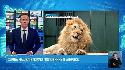 Симба нашёл вторую половинку в Африке