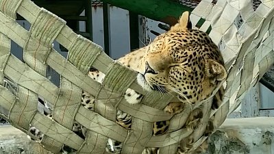 В Челябинском зоопарке леопард Лиза греется на солнце