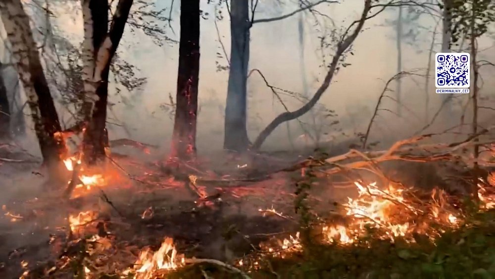  На Южном Урале задержали браконьеров, которые жестоко убили краснокнижных лебедей