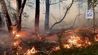  На Южном Урале задержали браконьеров, которые жестоко убили краснокнижных лебедей