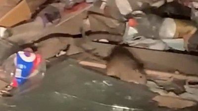 В Златоусте местные жители пожаловались на обилие крыс