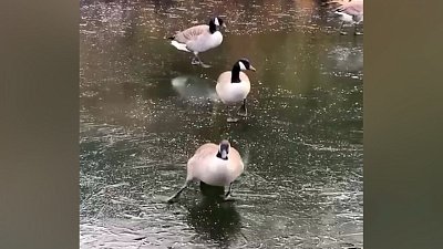 Мех и смех: утки-фигуристки, воришка и приветствие