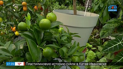 Домашние мандарины и апельсины в рубрике «Руки садовода»