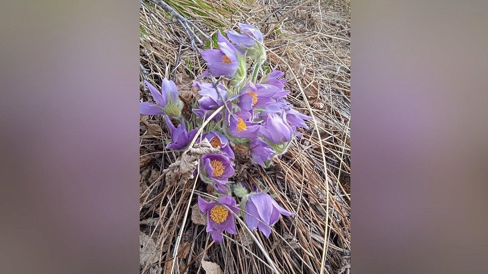 В нацпарке «Зигальга» раньше срока зацвел прострел