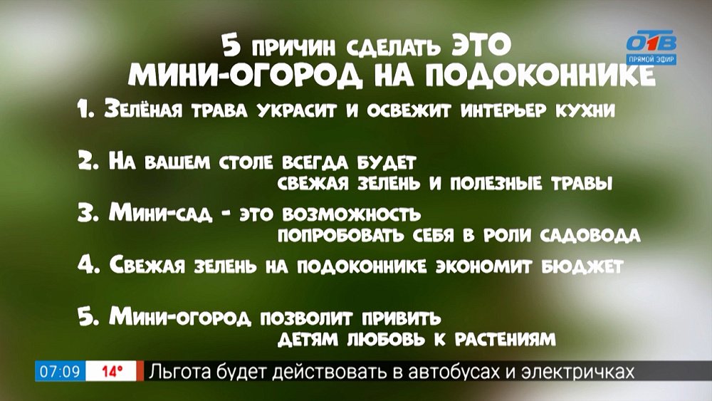 Огород на подоконнике в рубрике «5 причин сделать ЭТО»