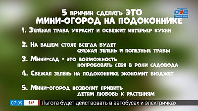 Огород на подоконнике в рубрике «5 причин сделать ЭТО»