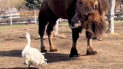 В Челябинском зоопарке гуси поселились с верблюдами