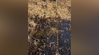 Массовая лягушачья свадьба на Таганае попала на видео