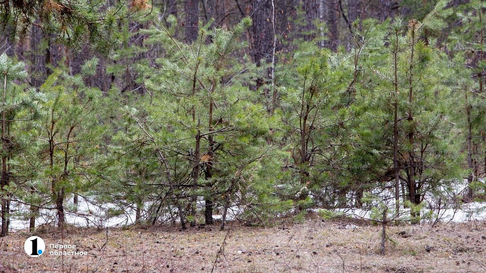 В Карталинском районе ко Дню Победы высадят 8,5 тысячи молодых сосен