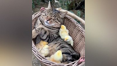 Мех и смех: кошачья горка, милая дружба и охотники