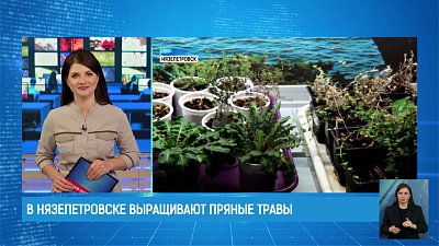 В Нязепетровске выращивают пряные травы