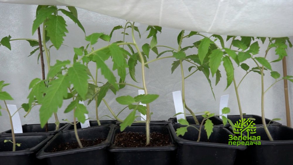 Новые сорта картофеля обсуждаем в программе «Зеленая передача»