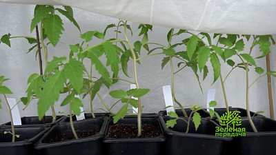 Новые сорта картофеля обсуждаем в программе «Зеленая передача»