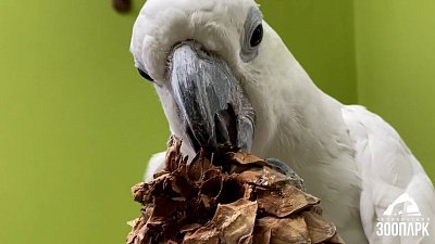 Челябинский зоопарк поблагодарил за помощь местных жителей