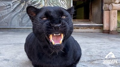 В Челябинском зоопарке вновь раздали ароматные подарки