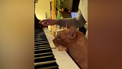 Мех и смех: игры с собаками, кот-музыкант и попрыгунчики