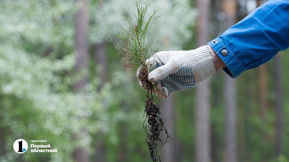 В Челябинском городском бору посадят 23 тысячи молодых сосен
