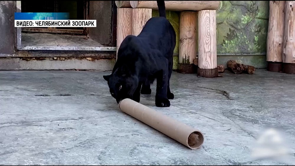 В зоопарке животным раздали картонные втулки 