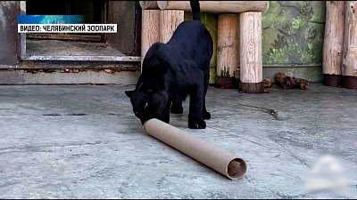 В зоопарке животным раздали картонные втулки 