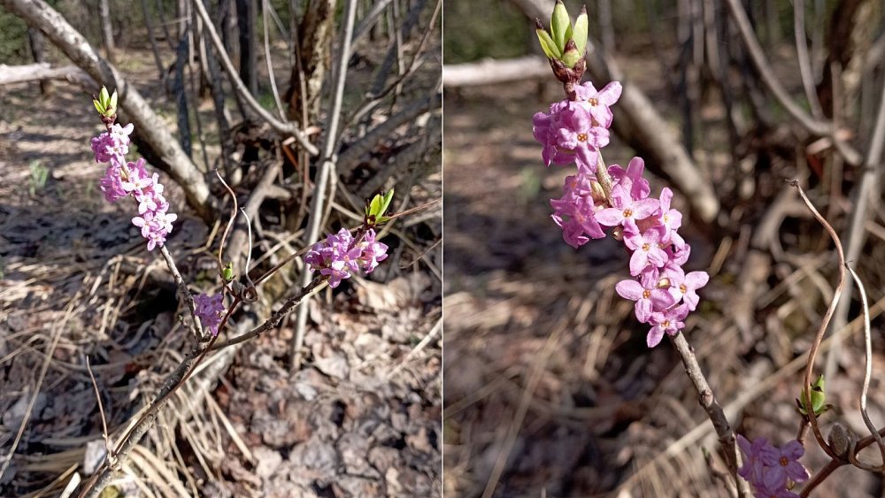 В нацпарке «Таганай» распустилось опасное растение с розовыми цветками