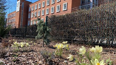 Ботанический сад ЧелГУ открыли для посетителей