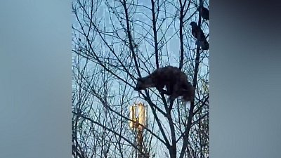 В Миассе заметили хорька на дереве